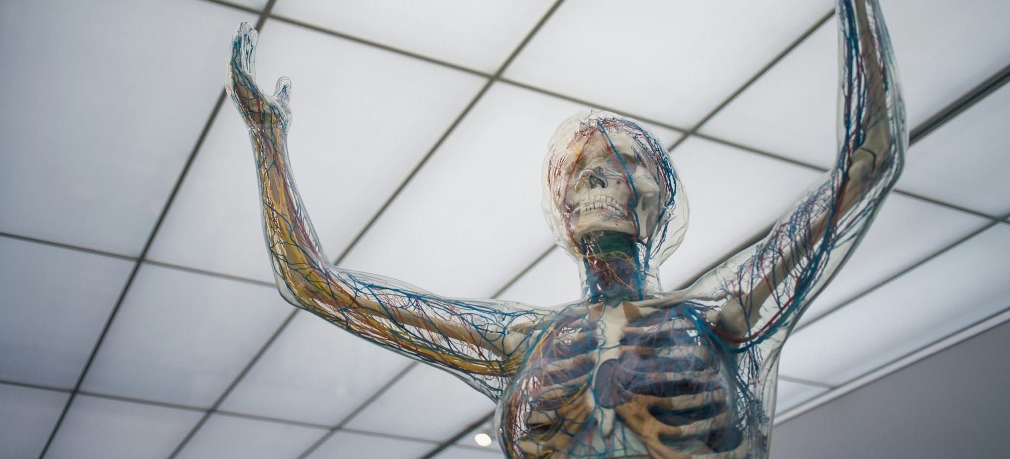 Transparent anatomical model of a human body with arms raised, showing the skeleton and colored blood vessels.